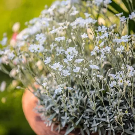 Spacious فيلة كورتونا